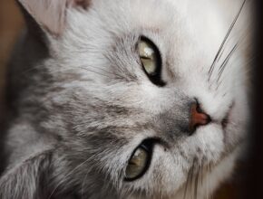 6 comportamenti dei gatti: cosa significano?