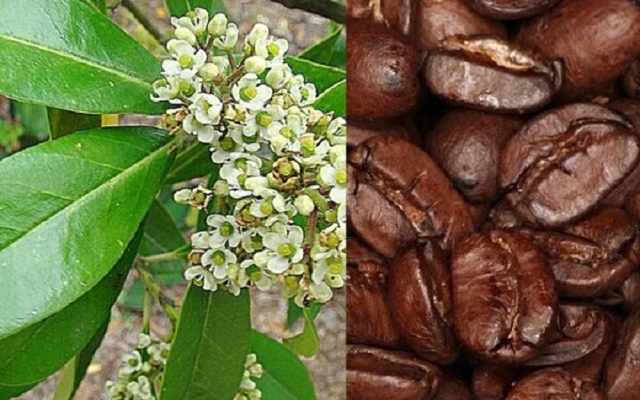 Mate e caffè